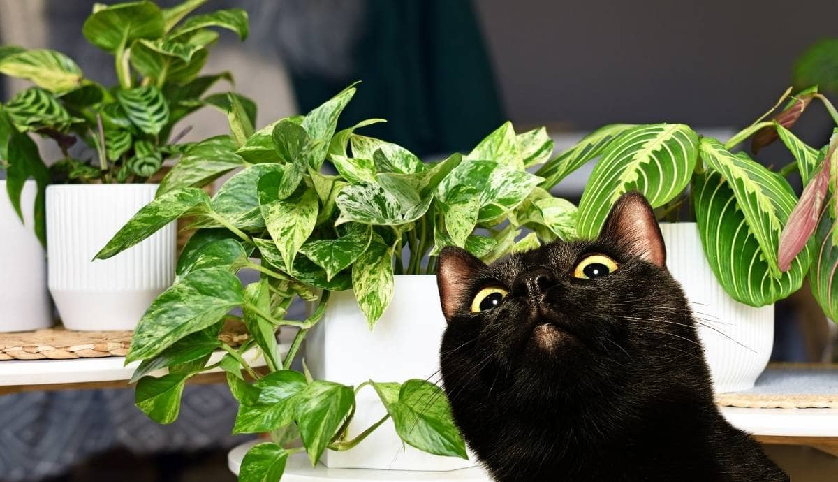 Are Pothos and Other Vining Houseplants Toxic to Cats? What’s Safe