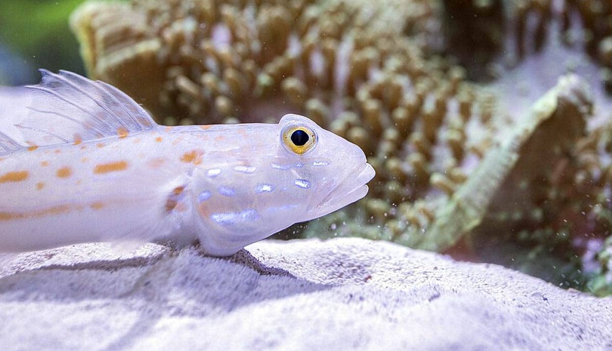 6 Challenges of Keeping Saltwater Fish Tanks