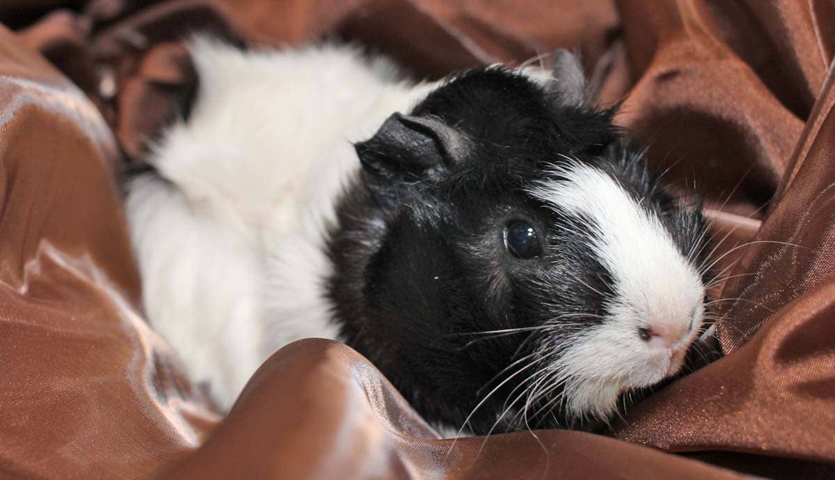 Do Guinea Pigs Hibernate?