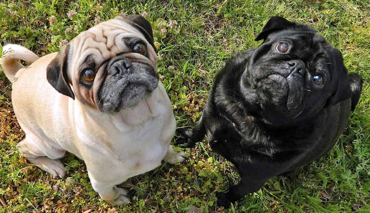 The Endlessly Entertaining Pug: 4 Loveable Traits