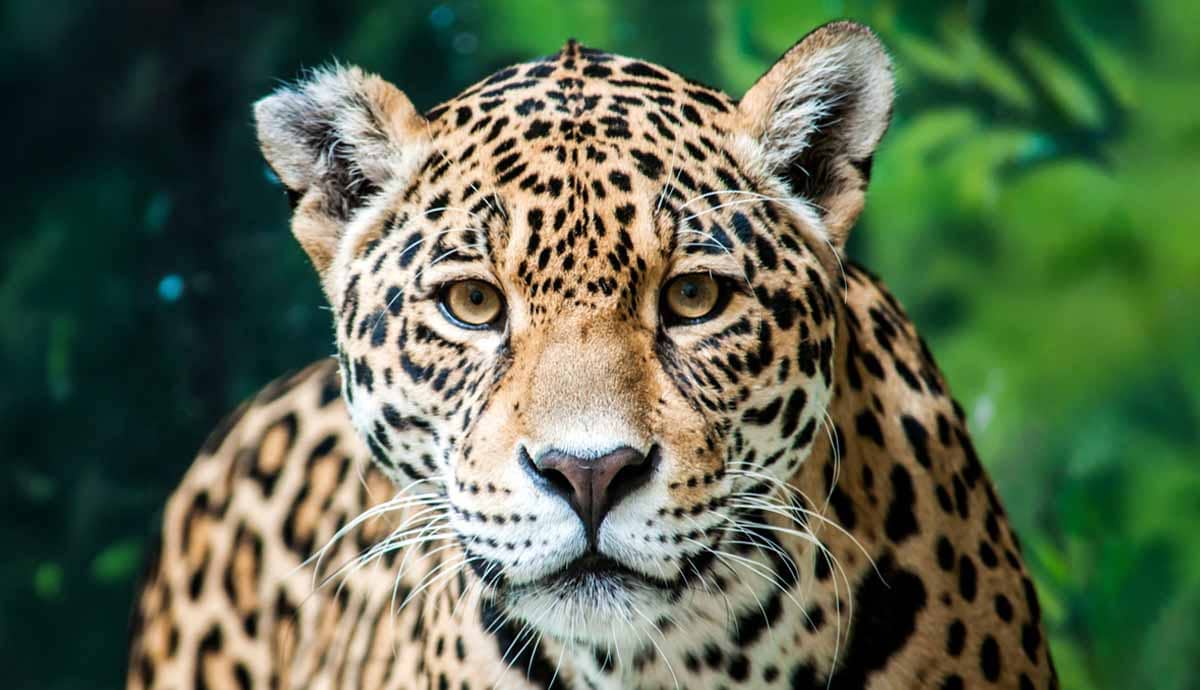 8 Fun and Interesting Facts About Jaguars