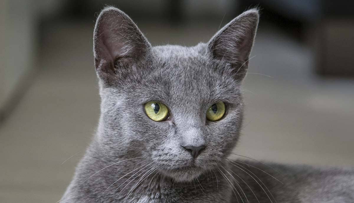 Grey Kitten: Playful, Affectionate, and Full of Life