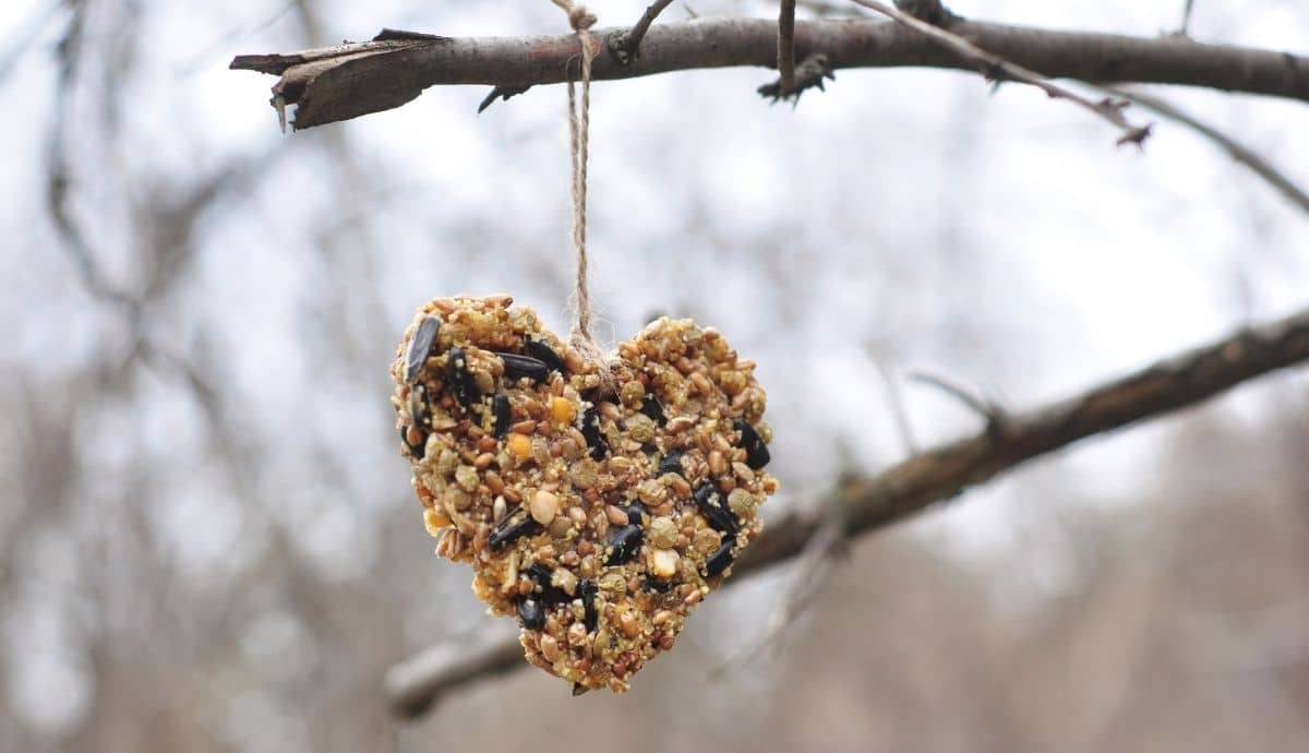 Bird Seed 101: Best Options for Backyard Birds