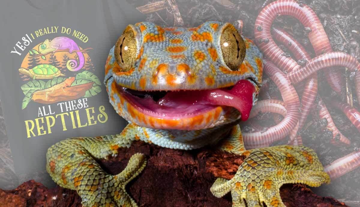 4 Holiday Gifts for Reptile Lovers