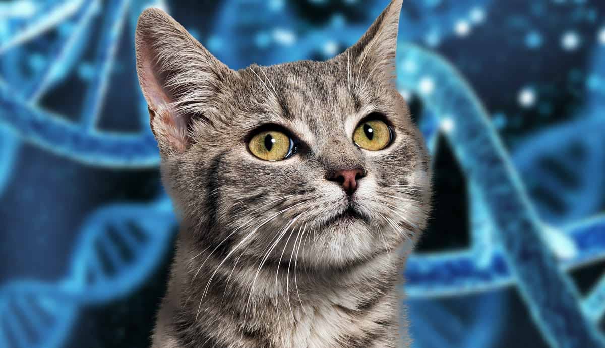 8 Interesting Genetic Anomalies in Cats