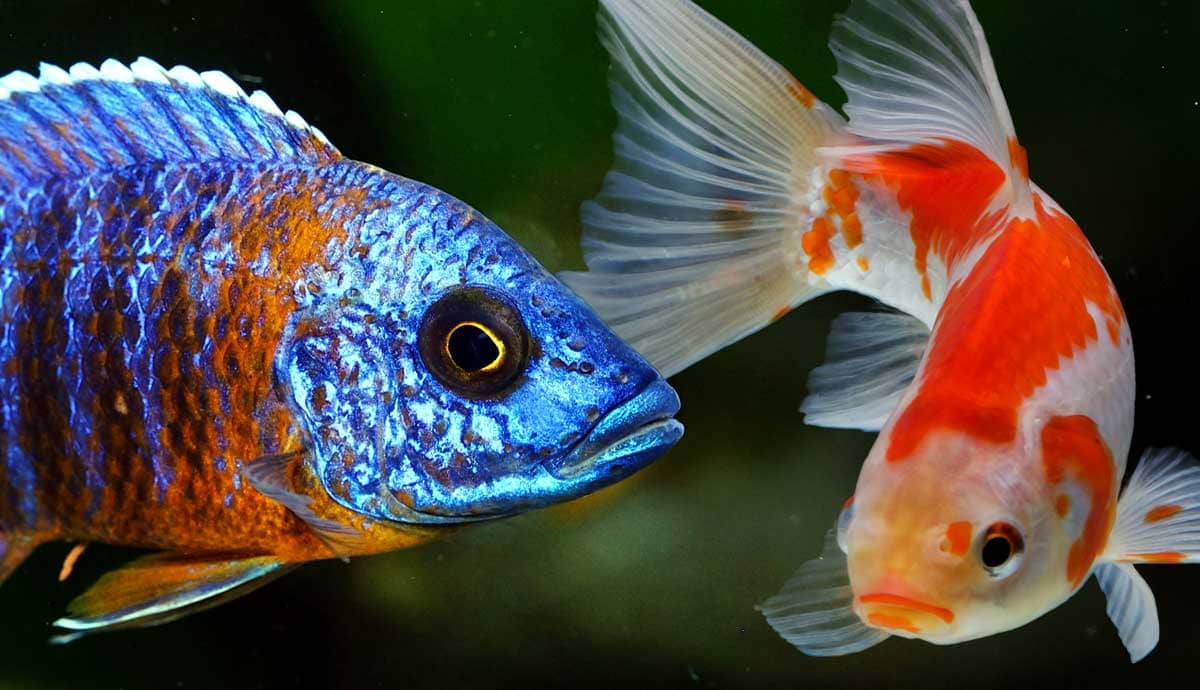 7 Pet Fish with Long Lifespans