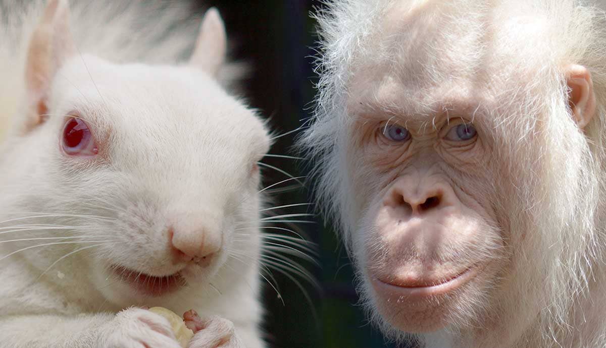 12 Rarest Albino Animals on Earth