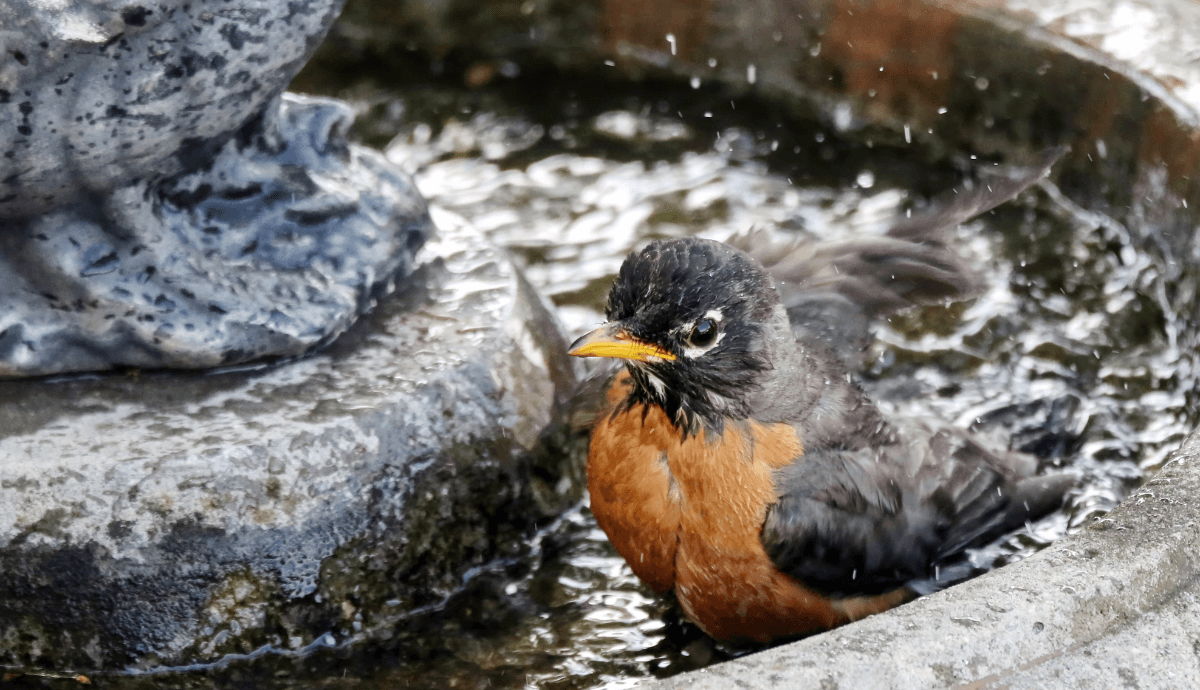 Choosing and Maintaining Water Feeders for Birds