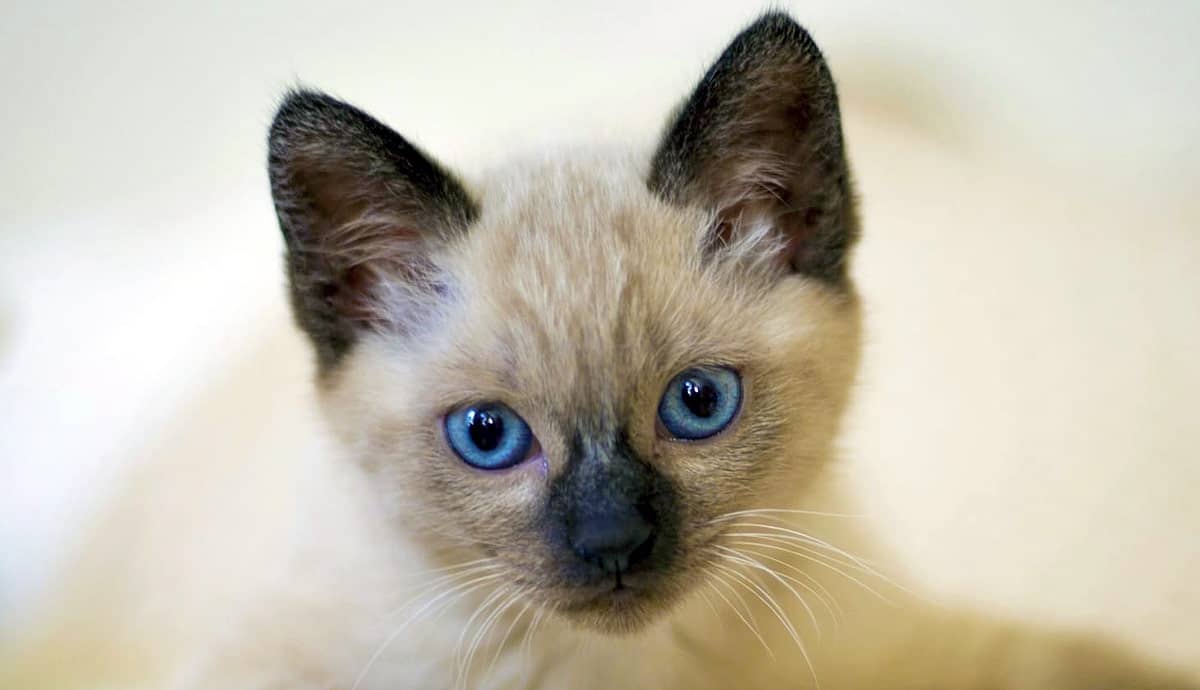 Seal Point Siamese: The Classic Beauty of the Siamese Breed