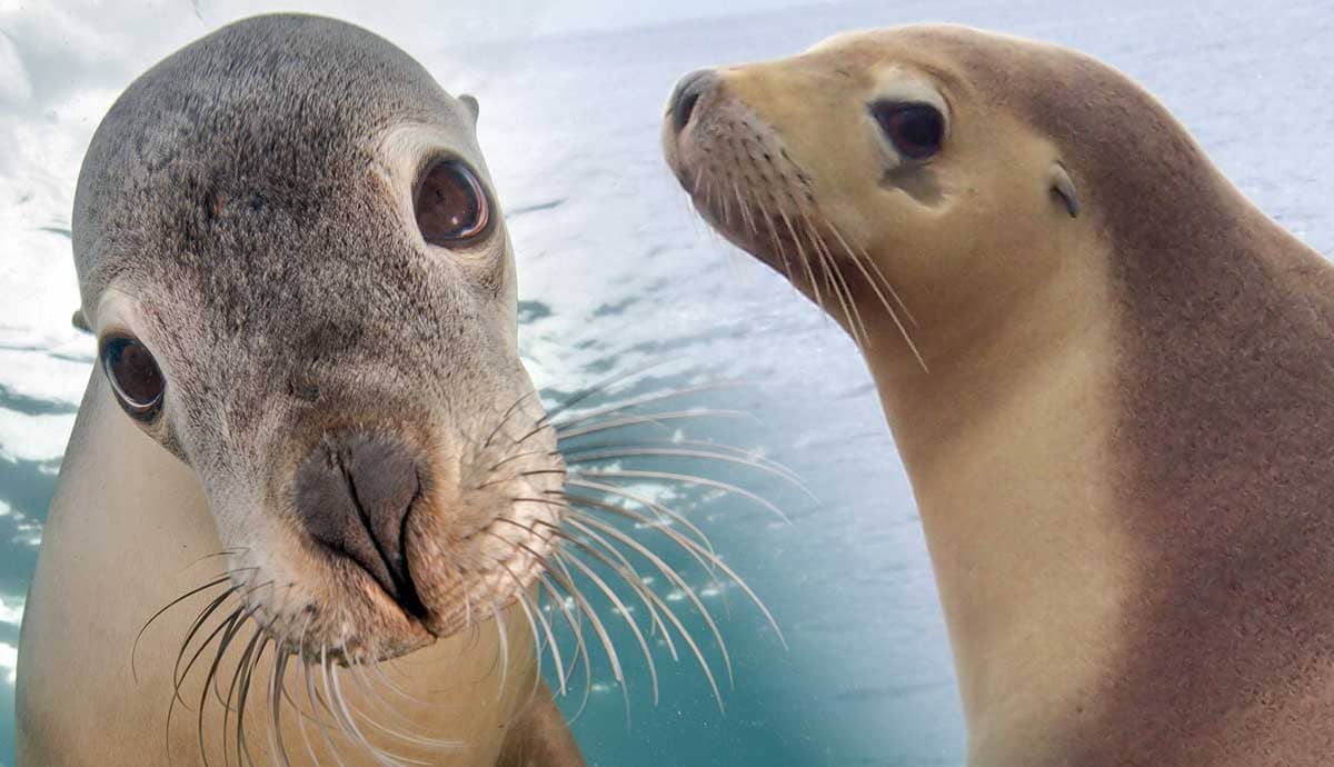 Seal vs. Sea Lion: What’s The Difference?