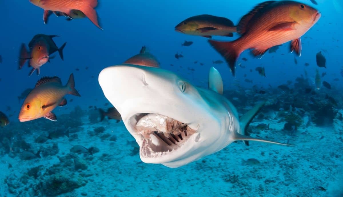 Are Sharks Tertiary Consumers in the Ocean Ecosystem?