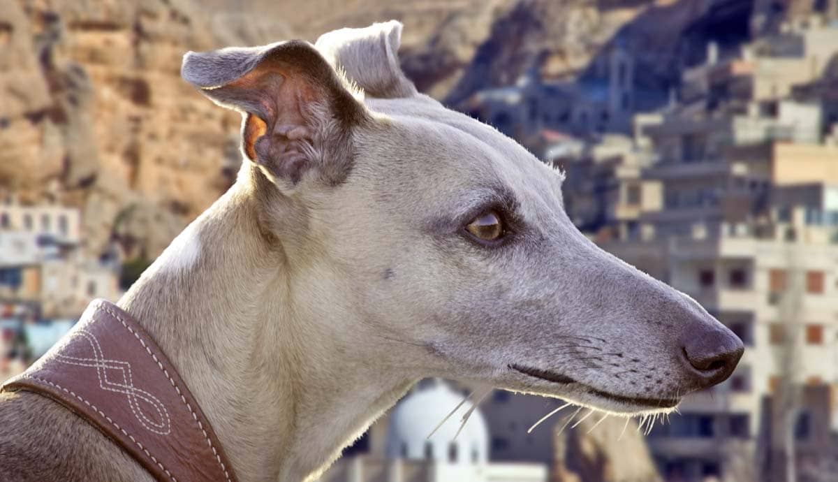 The Speedy Greyhound: 7 Fun Facts