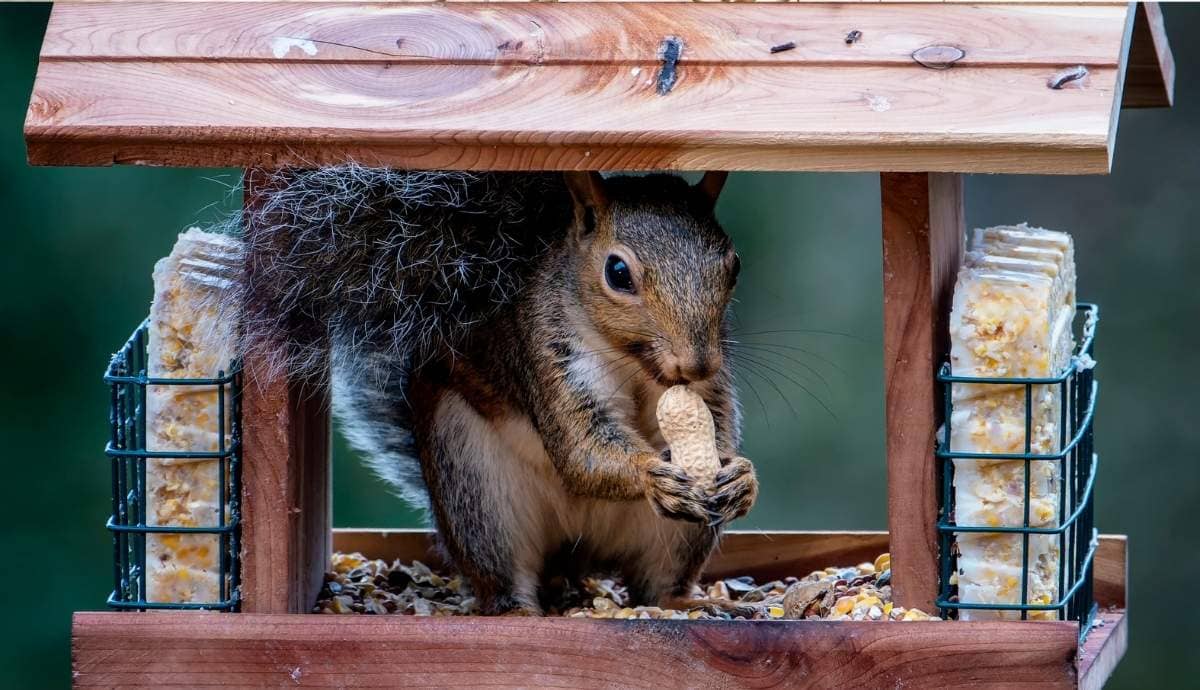 The Ultimate Guide to Squirrel Proof Bird Feeders