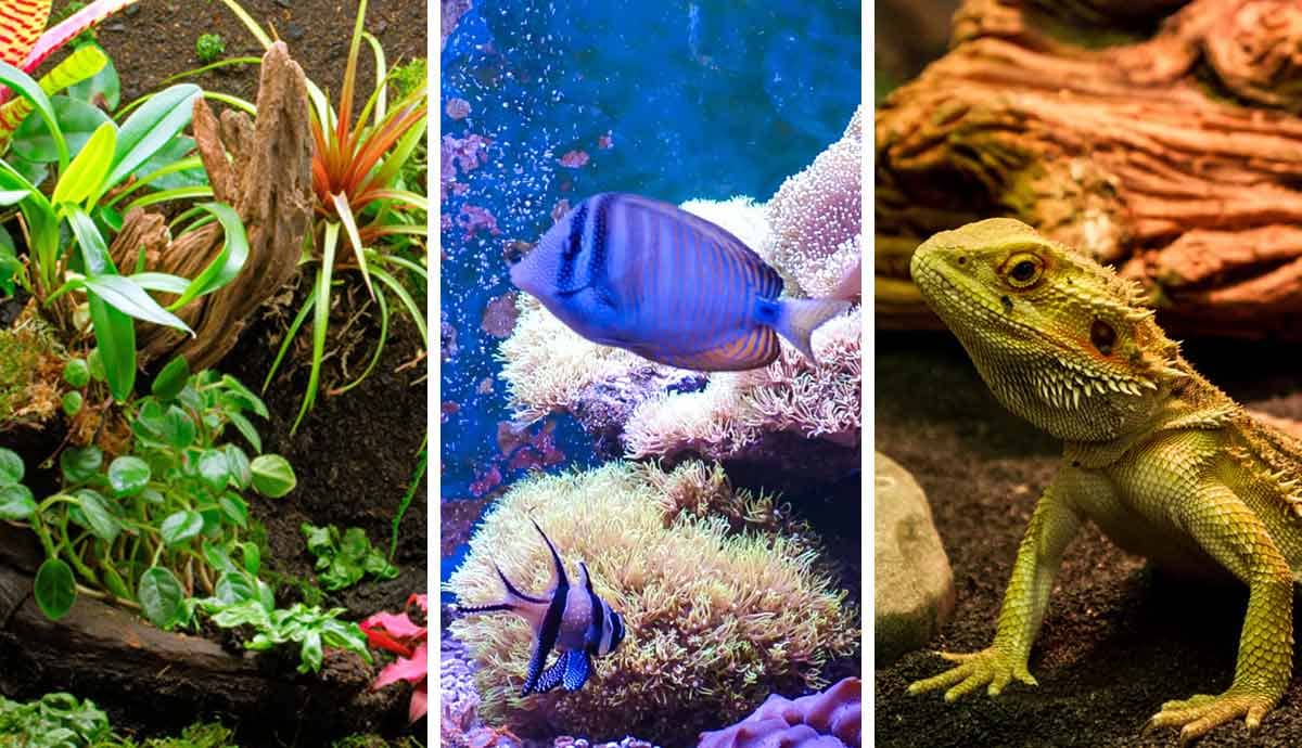 Terrarium vs. Aquarium vs. Vivarium: What’s the Difference?