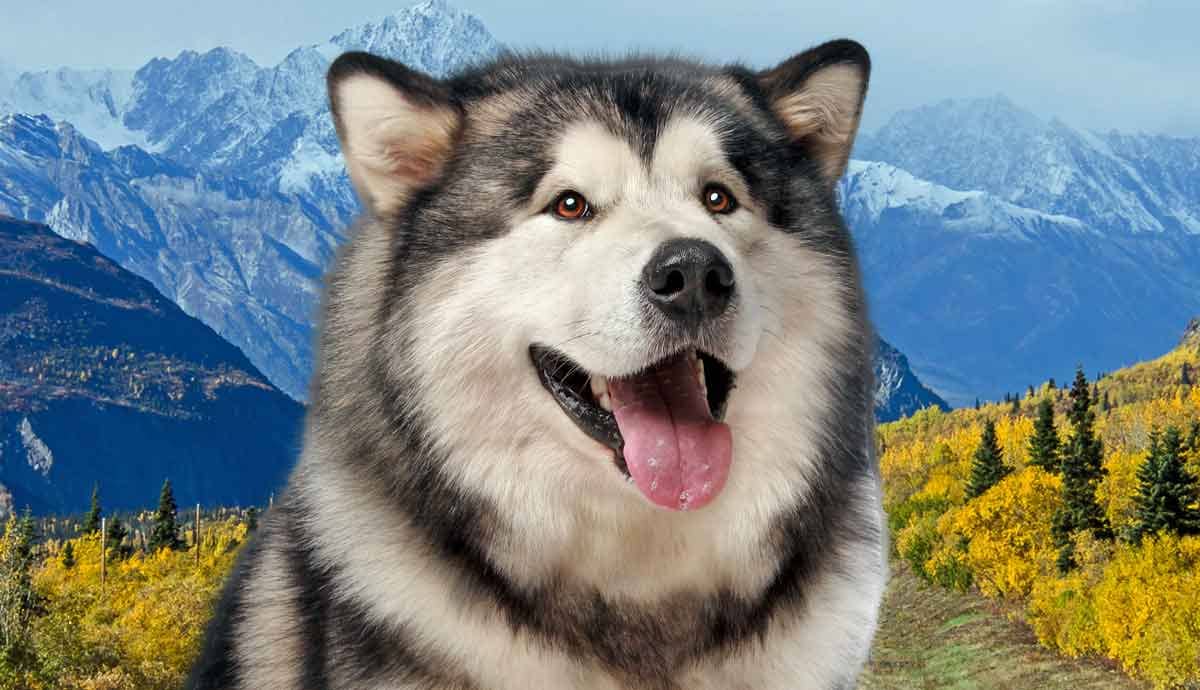 The Alaskan Malamute: From the Arctic to Your Home