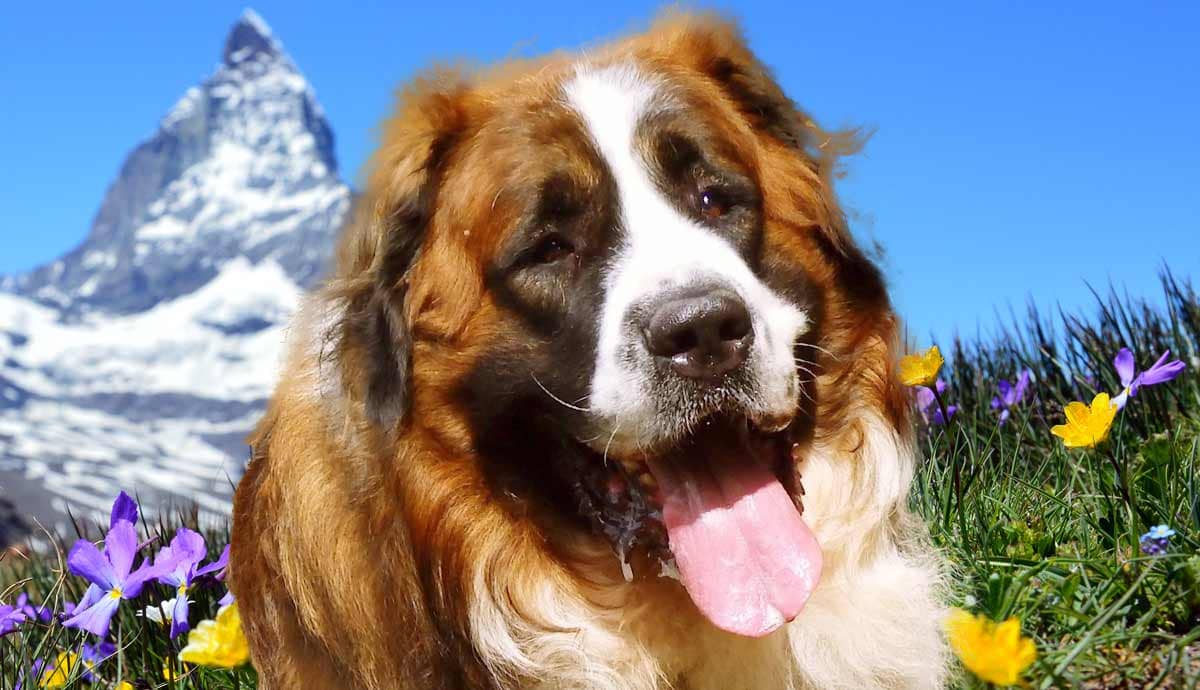 The Tolerant Saint Bernard: 5 Amazing Facts