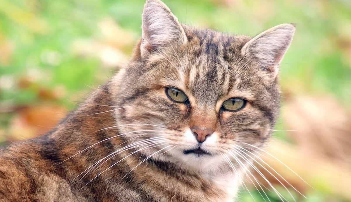 Torbie Cat: A Mix of Tortoiseshell and Tabby