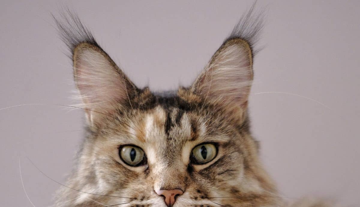 Do Maine Coon Cats Shed? Grooming Tips and Seasonal Shedding Patterns