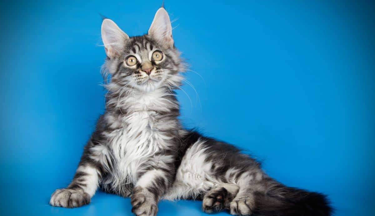 Are Maine Coons Hypoallergenic? What You Need to Know