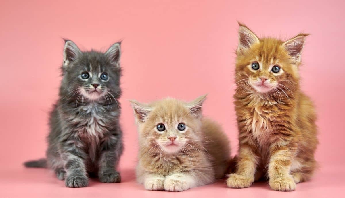 Cat Price: How Much Does a Maine Coon Cost?