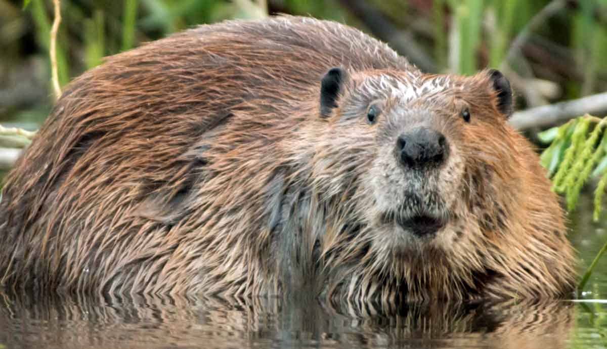 5 Amazing Facts About Beavers