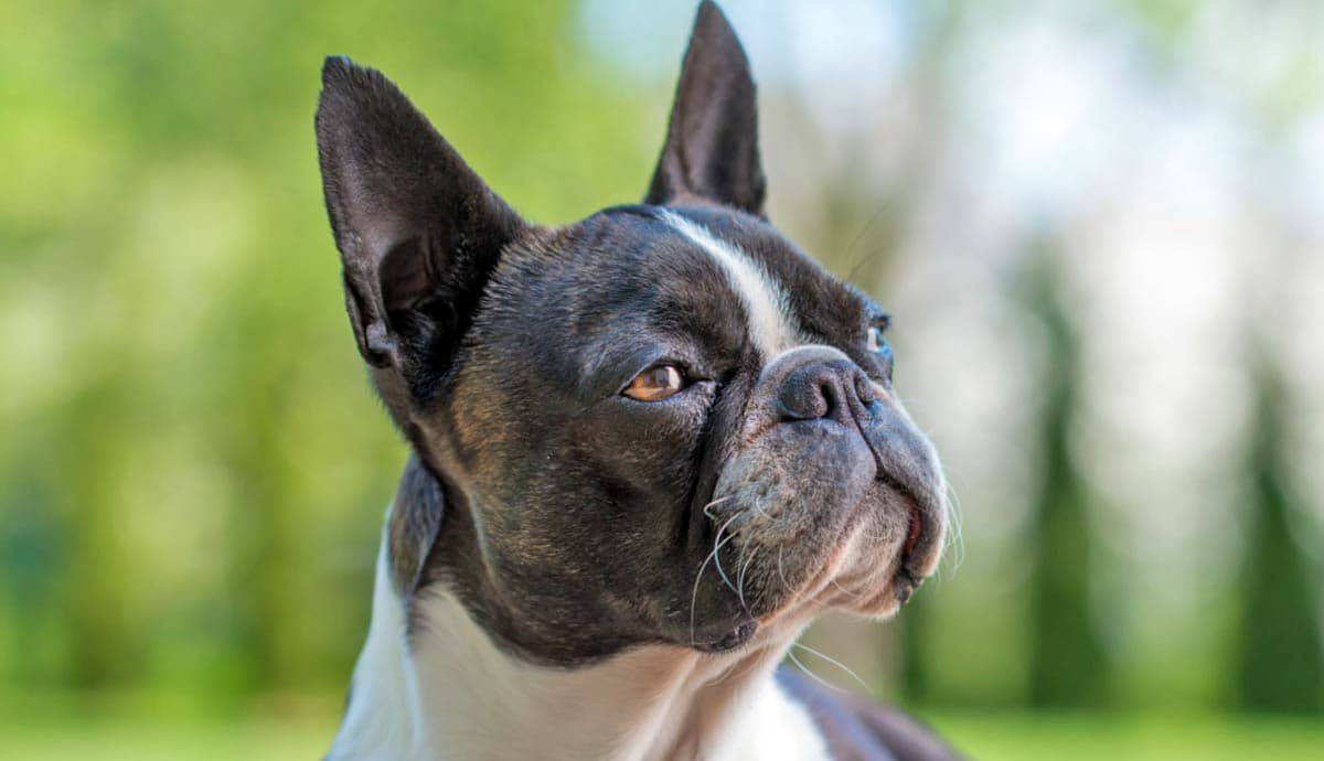 America’s Gentleman: The Boston Terrier