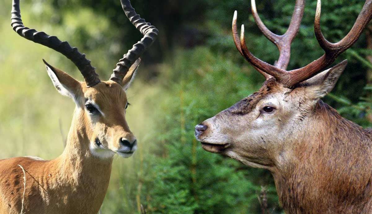 Antelope vs. Deer: What’s The Difference?