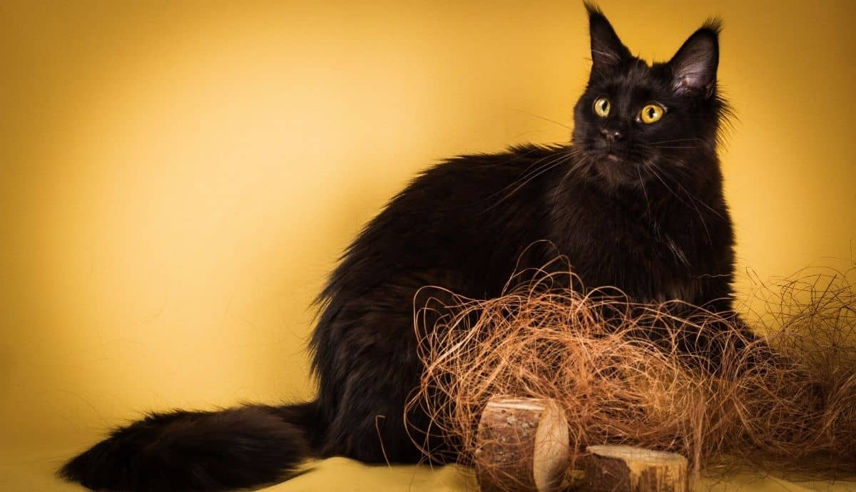 Black Maine Coon Cats: Appearance, Temperament, and Care Tips