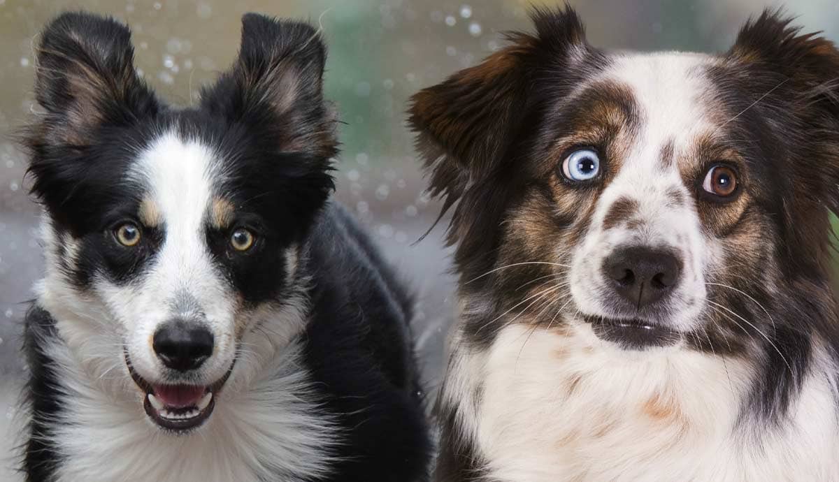 Border Collie vs. Australian Shepherd: What’s The Difference?