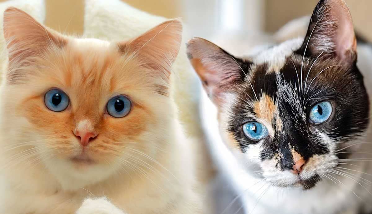 Cat Breeds with Blue Eyes: Why They Have Them