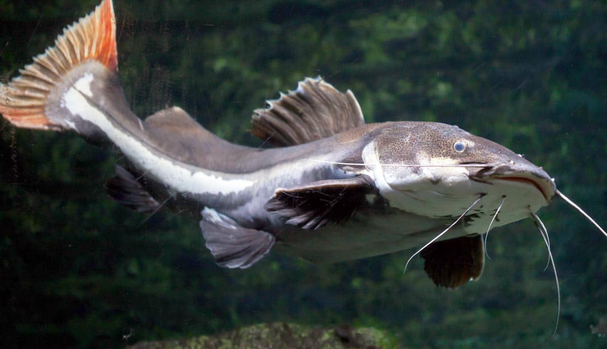 5 Catfish for Freshwater Aquariums