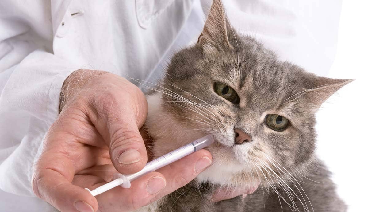 10 Common Illnesses Cats Suffer From