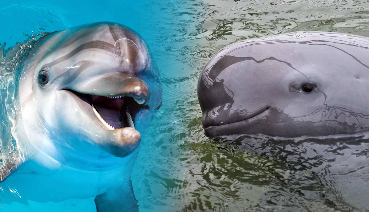 Dolphin vs. Porpoise: Is There a Difference?