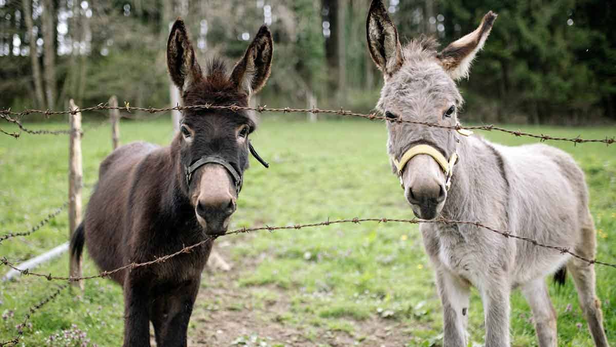 Donkey vs. Mule: What’s The Difference?