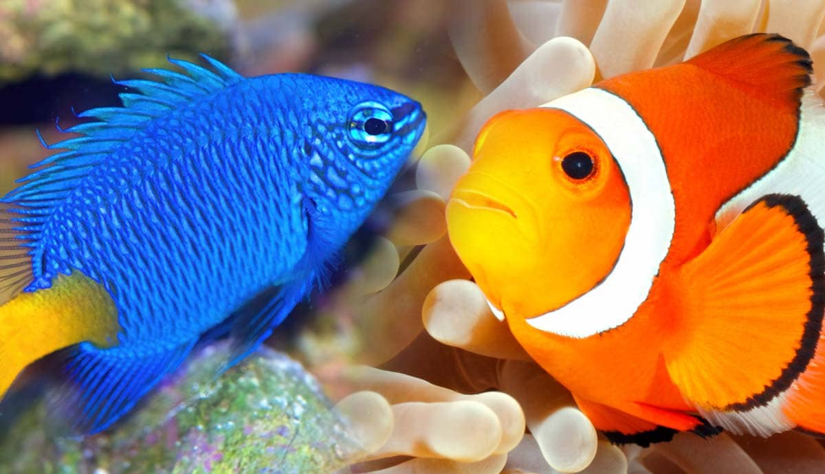 6 Easy Saltwater Fish for Beginners