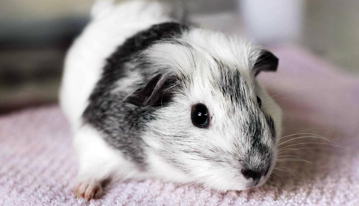 Guinea Pig Life Expectancy: How Long Do These Rodents Live?