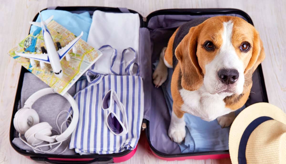 How Far Can a Dog Travel?