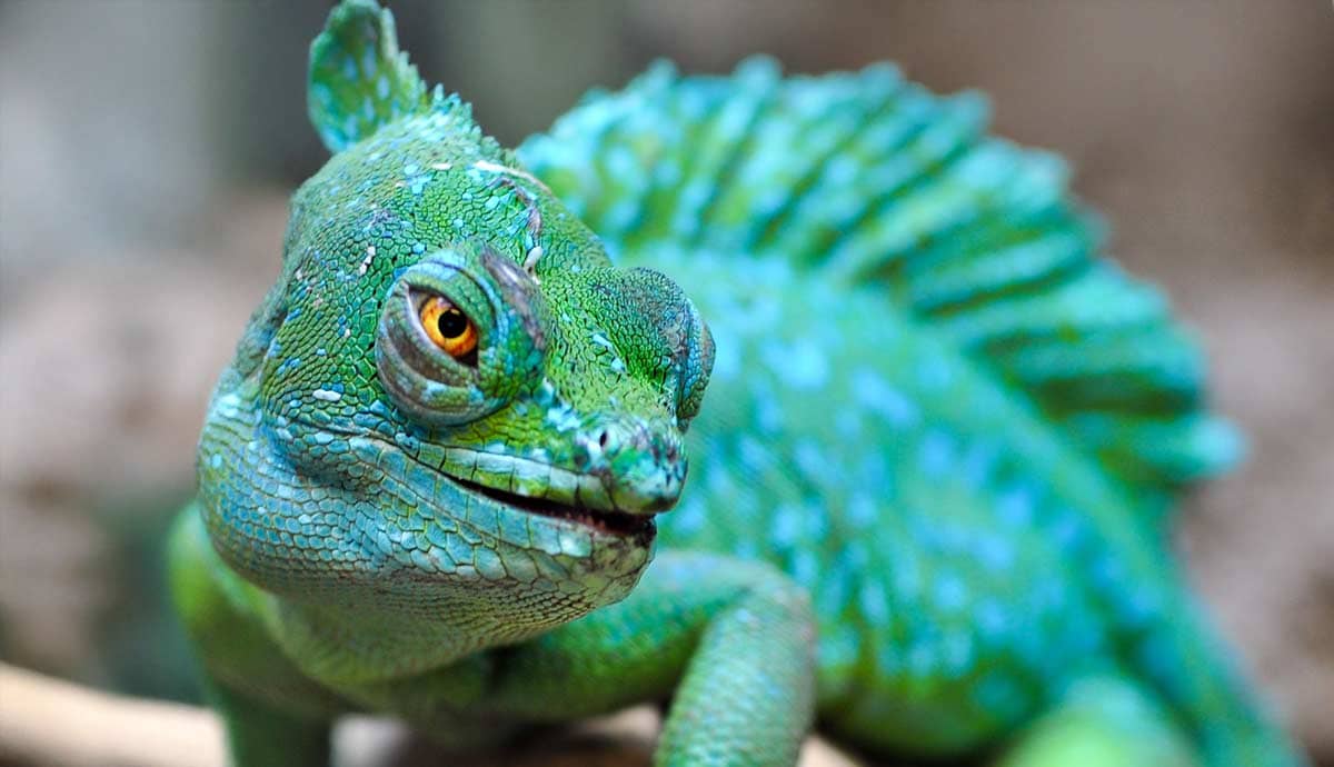 Is a Chameleon an Amphibian?