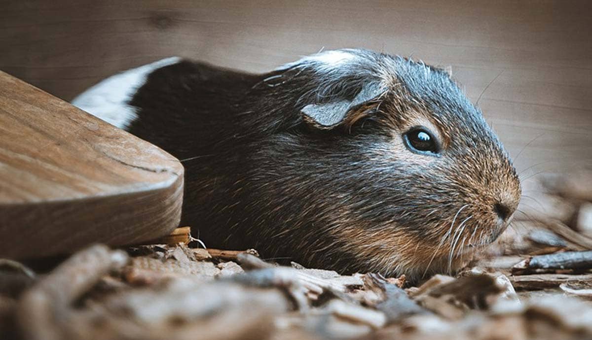 Legalities of Owning a Guinea Pig in Vermont