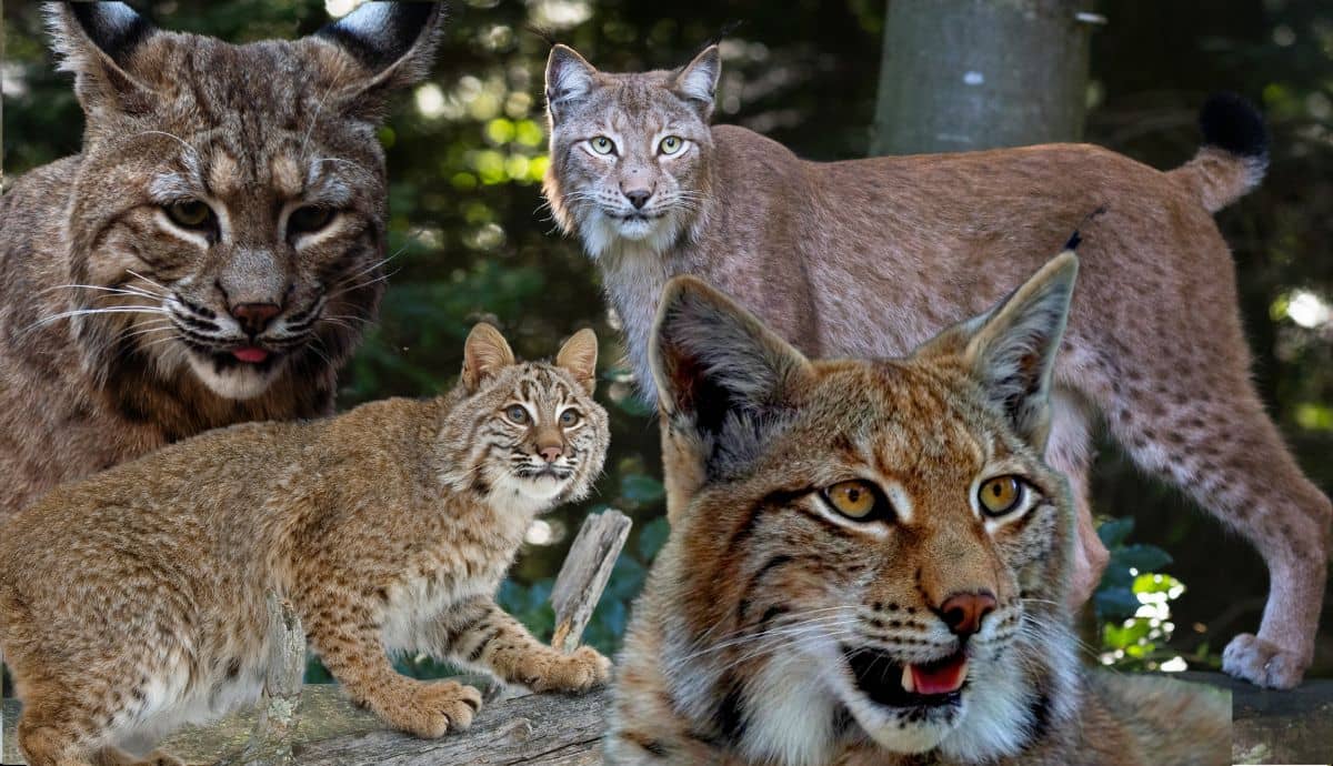 Lynx vs. Bobcat: What’s the Difference?