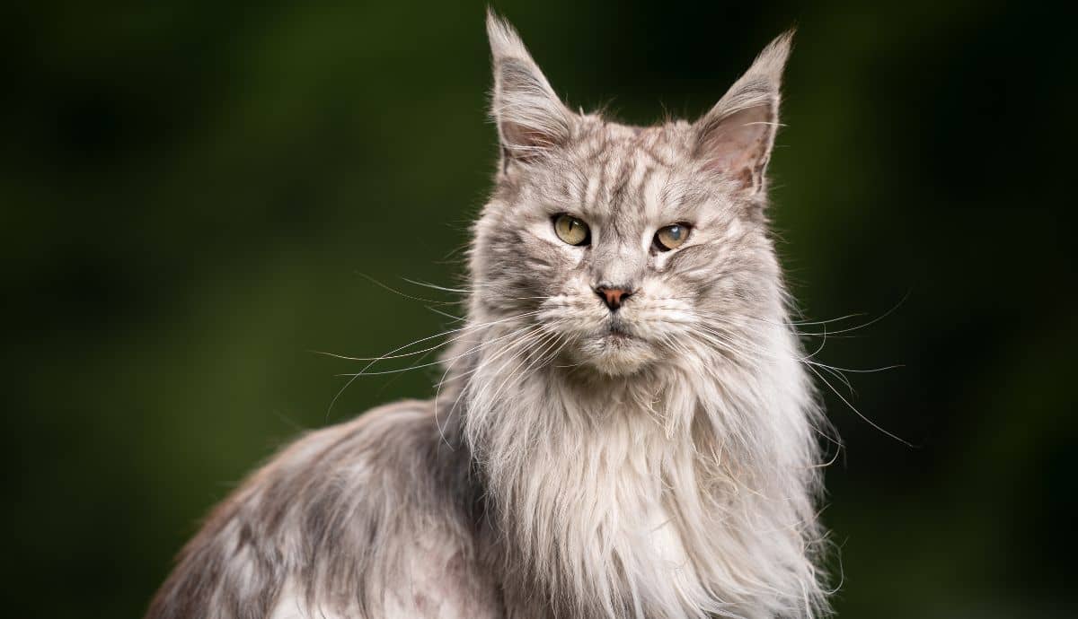 Average Lifespan of a Maine Coon: How Long Do They Live?