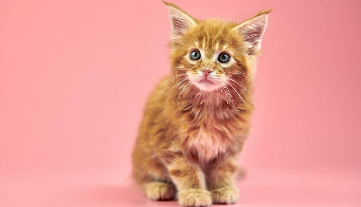 Orange Maine Coon Cats: A Guide to These Unique Felines