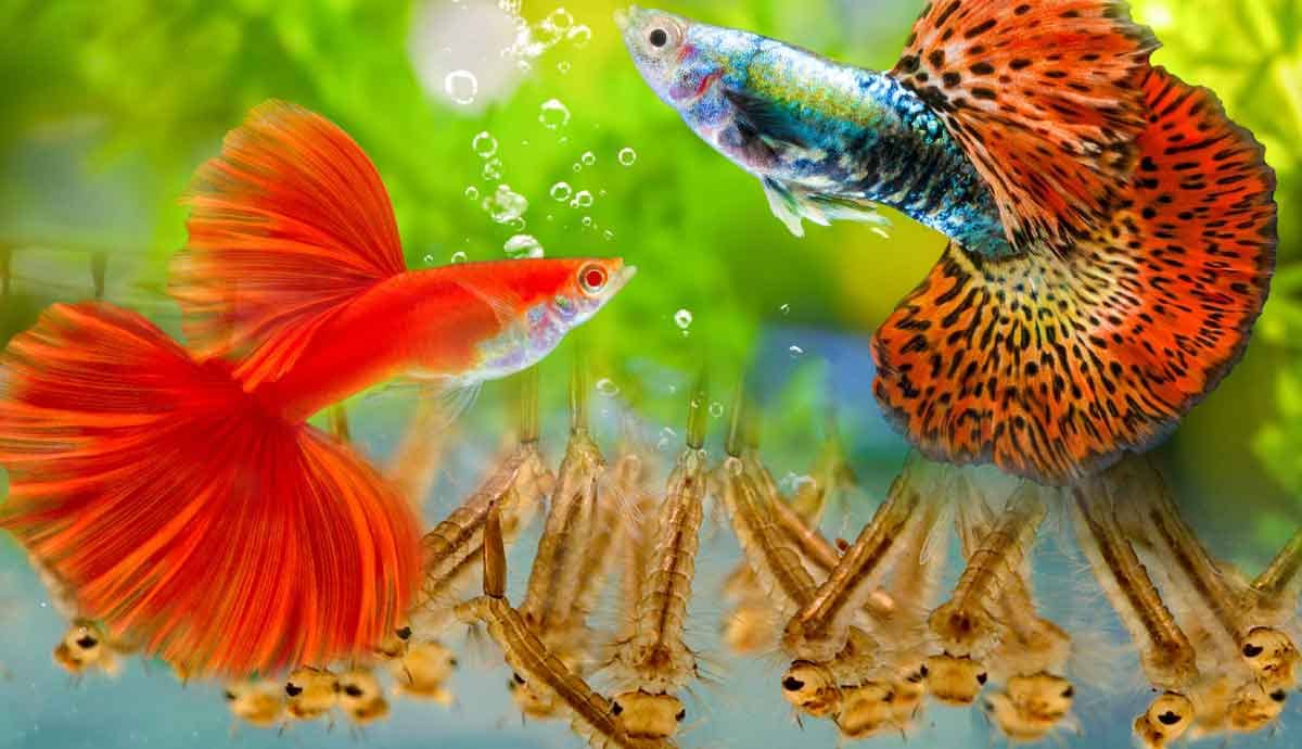 5 Parasites That Can Affect Aquariums