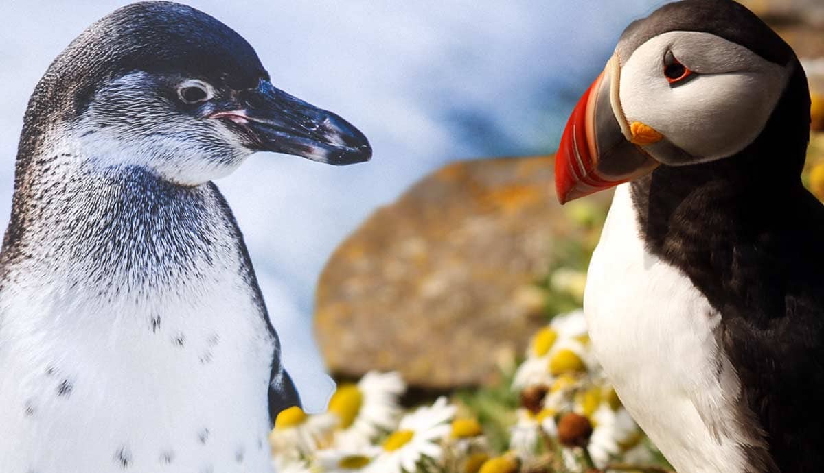 Penguin vs. Puffin: What’s The Difference?