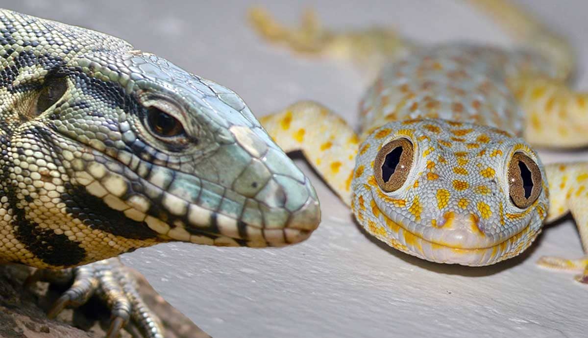 6 Pet Reptiles for Experienced Owners