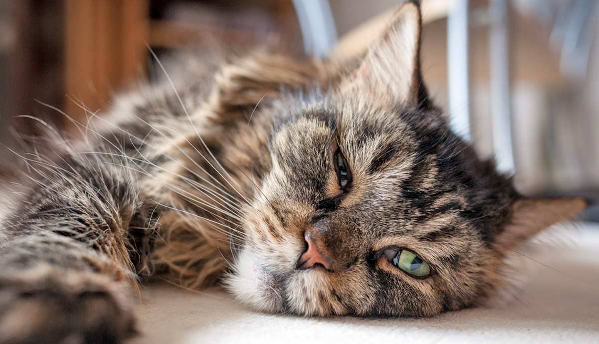 8 Signs of Aging in Cats