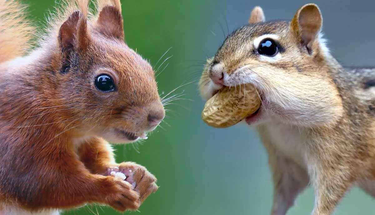 Squirrel vs. Chipmunk: What’s The Difference?