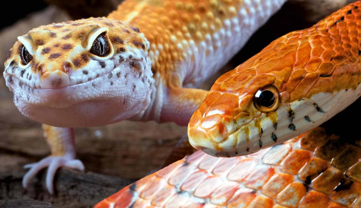 Top 5 Most Popular Pet Reptiles