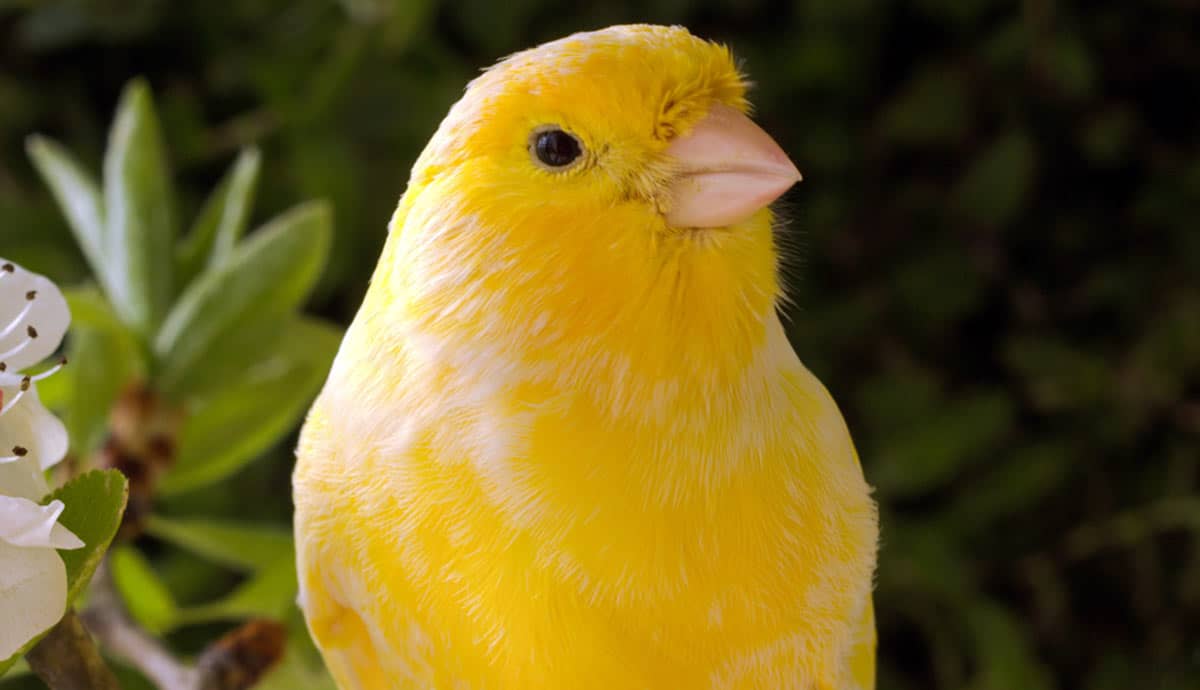 5 Top Reasons to Keep a Canary