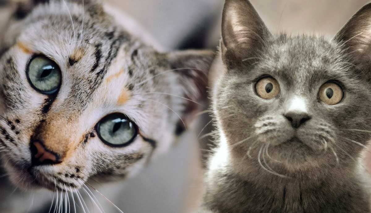 Unique Cat Names: Unconventional and Creative Picks for Your Feline